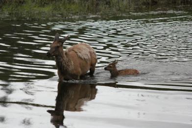 J'ai toujours eu une fascination pour les animaux et le vivant (en général). Photo d'un élan femelle et de son petit qui traverse une rivière à Yellowstone National Park. Curtesy of fromsidetoside.